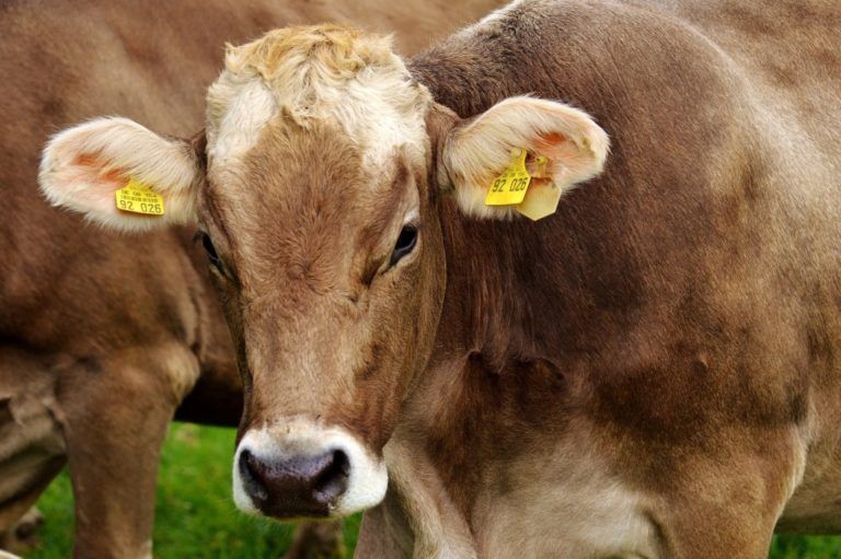 Colombia podrá mantenerse libre de aftosa gracias a la zonificación