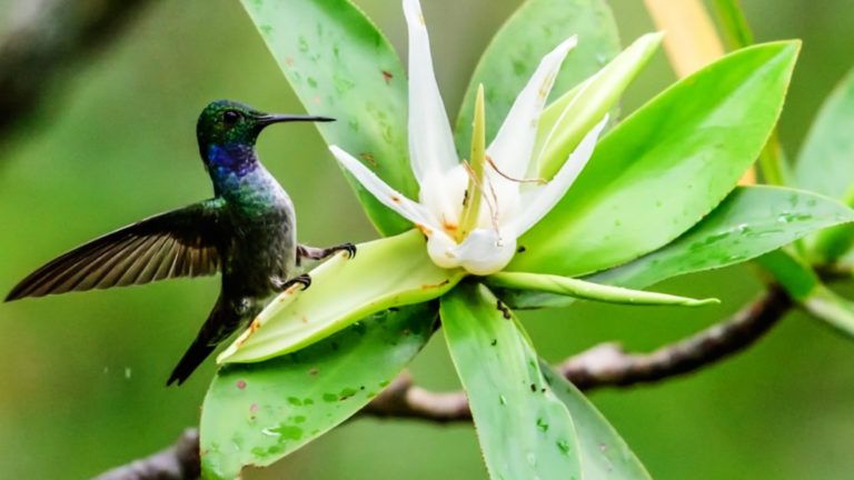 Colombia ocupa segundo lugar en mejor desempeño ambiental de Latinoamérica