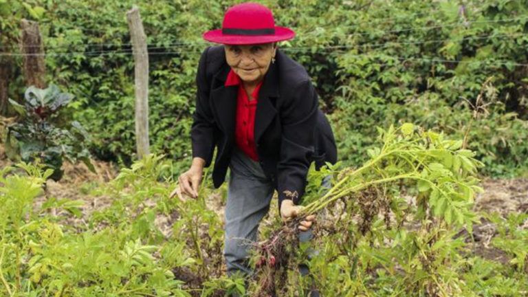 La mujer campesina, pieza indispensable en la preservación de tubérculos