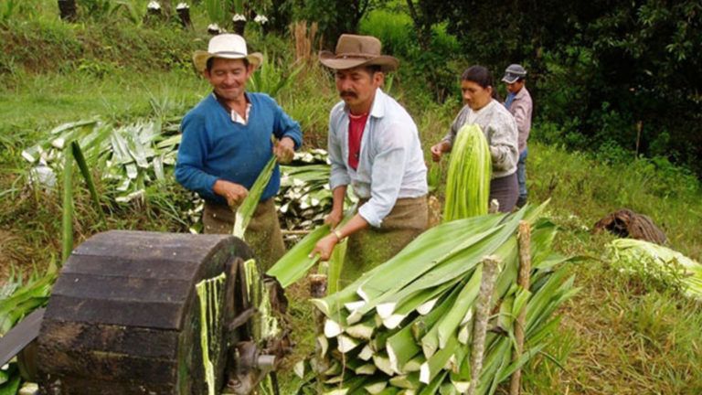 El Bagazo de fique, una alternativa de energía agroindustrial