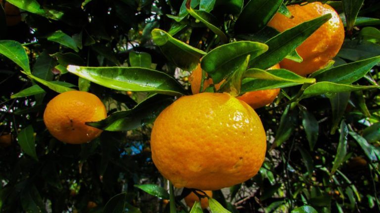 19 toneladas de mandarina colombiana llegarán a Puerto Rico