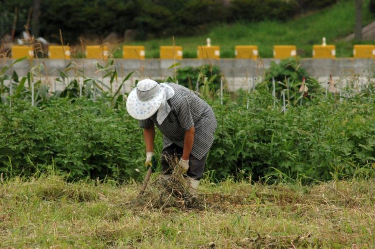 Un gusano pone en aprietos a ganaderos y agricultores de Córdoba