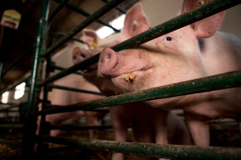 Primeras toneladas de carne de cerdo colombiana se exportarán a Hong Kong y Costa de Marfil