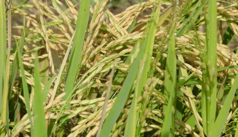 Innovarroz, una apuesta para el aprovechamiento de residuos de arroz