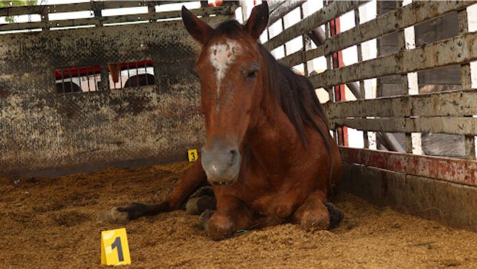 Adopta un caballo, la apuesta de Antioquia para erradicar vehículos de tracción animal