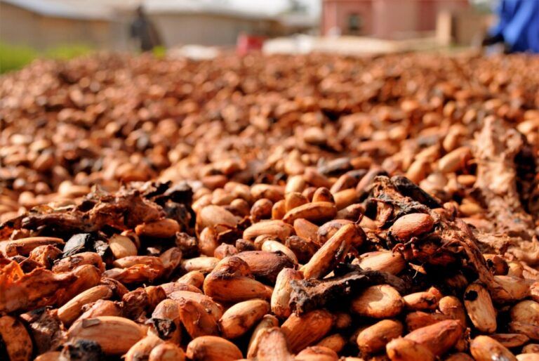 Sector cacaotero renueva plantaciones para mejorar productividad en el país