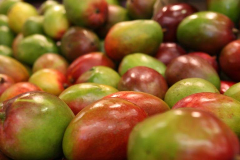 Mango Colombiano no tendrá cuarentena para su llegada a Europa