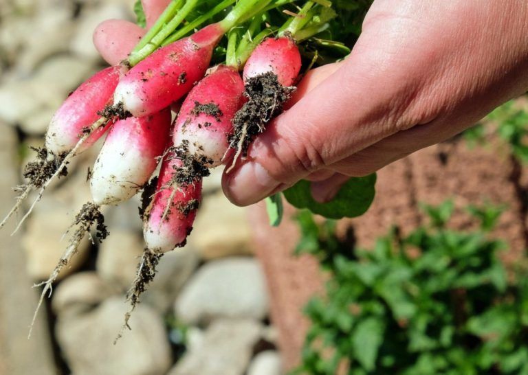 Agricultura sostenible, proyecto de madres comunitarias en Bogotá