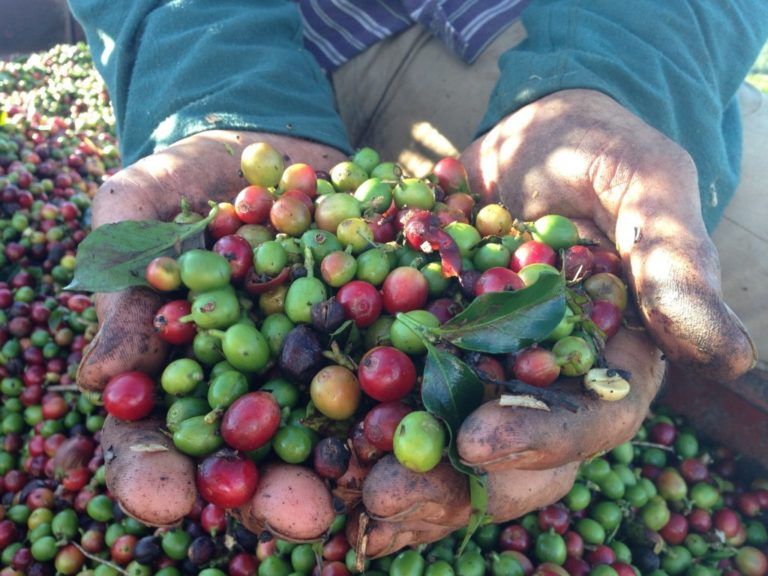 Cafeteros se preparan para la segunda y más grande cosecha del año