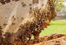 Las abejas, importantes polinizadores para los ecosistemas