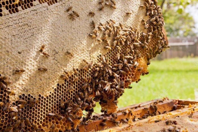 Las abejas, importantes polinizadores para los ecosistemas