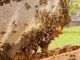 Las abejas, importantes polinizadores para los ecosistemas