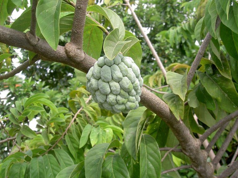 Helado de anón silvestre, una deliciosa y exótica opción
