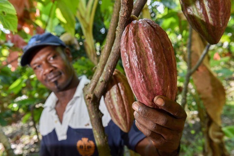 Plataforma «Colombia es cacao» permite comercio digital del grano