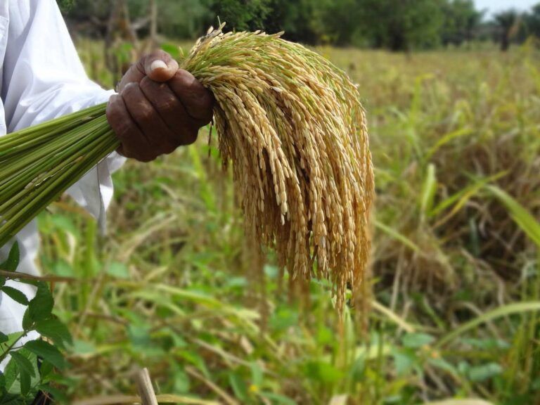 Sector arrocero pide priorizar la producción nacional del cereal