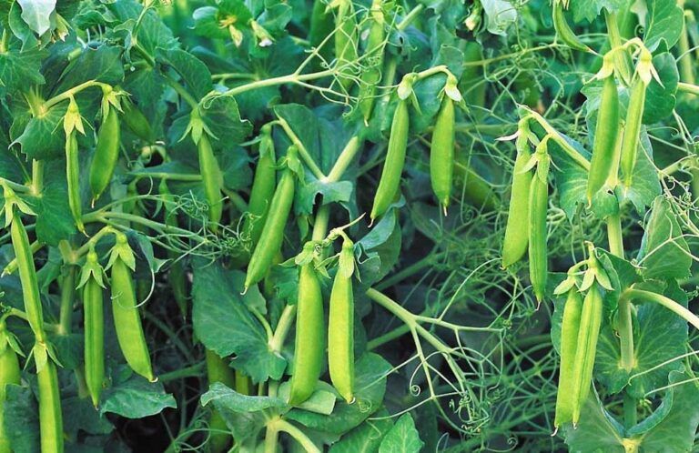 Investigación promueve el cultivo de arveja arbustiva en Nariño