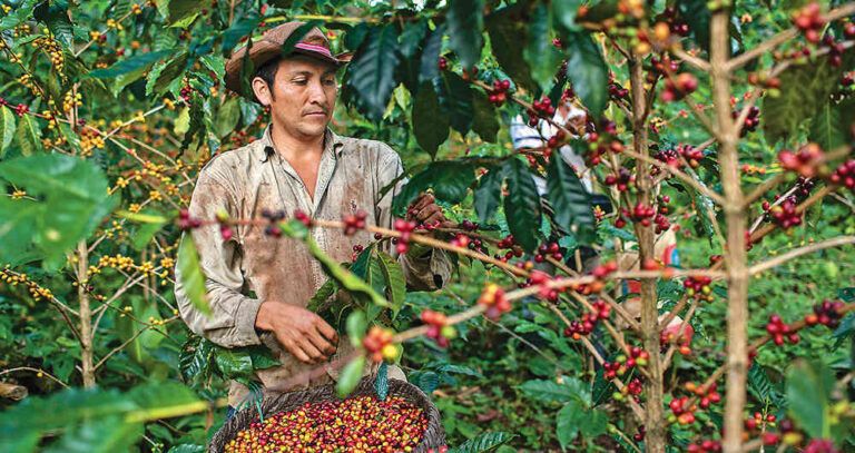 Cauca y Risaralda le apuestan a la caficultura sostenible
