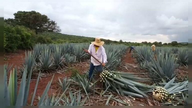 Investigación registra florecimiento de Agave en Colombia
