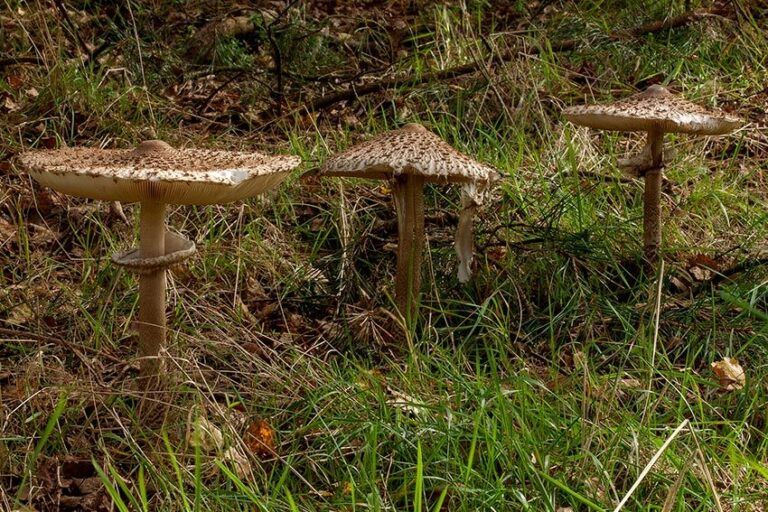 Hongo Macrolepiota en estudio como posible complemento alimenticio