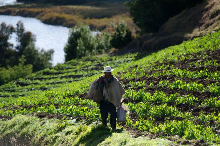 Certifican a productores agropecuarios por sus buenas practicas sanitarias