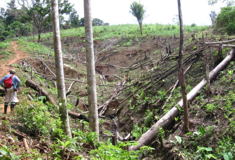 Burbuja ambiental,  herramienta contra la deforestación en el Huila