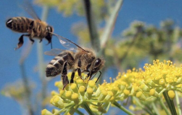 Abejas sin aguijón en riesgo por mal manejo a sus colonias