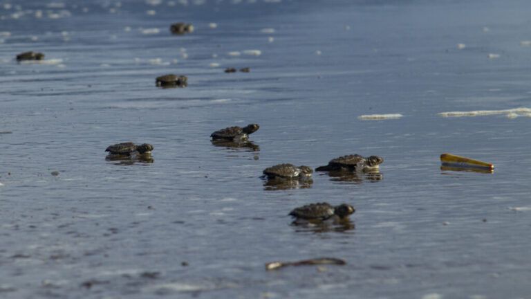 106 tortugas fueron liberadas en la playa Inca Inca, Magdalena