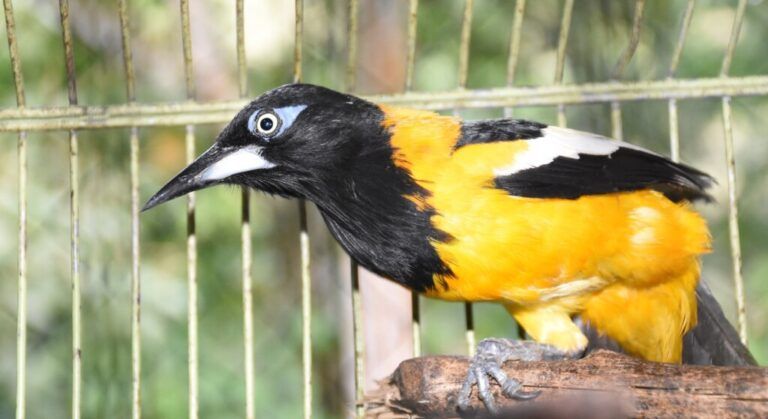 Corporaciones regionales liberan y reubican fauna silvestre en el Meta