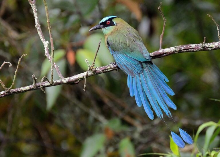 Se acerca «Colombia Birdfair 2021” el evento sobre aves más importante de Suramérica