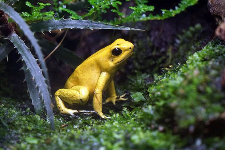 Descubra el «Recorrido virtual por la biodiversidad de Colombia»
