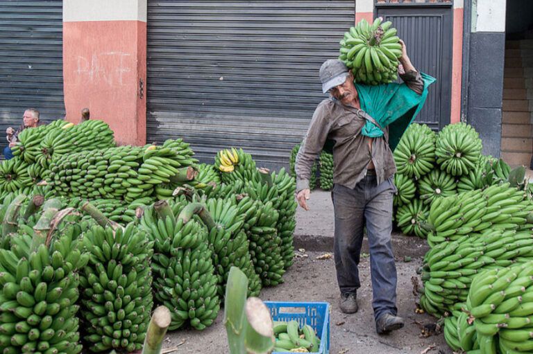 Harina de plátano, una alternativa nutritiva para producción de pan