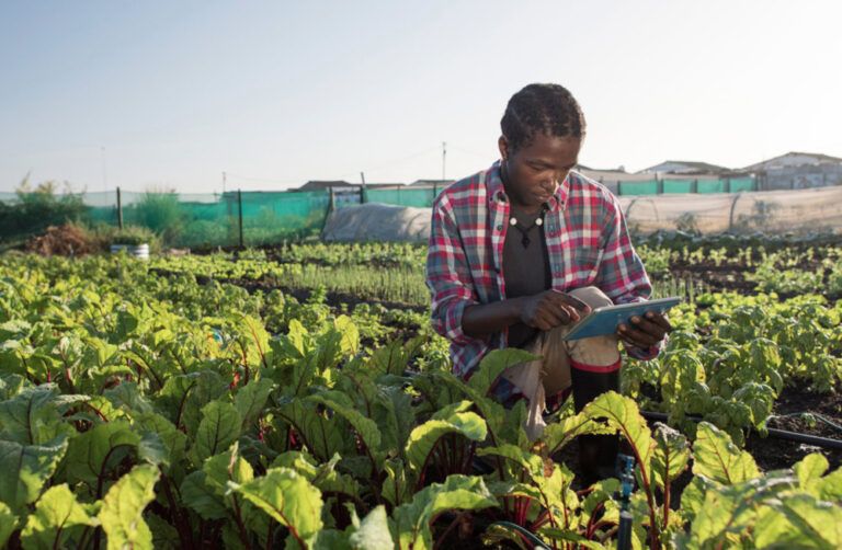 BASF Agro, una aplicación informativa sobre protección de cultivos