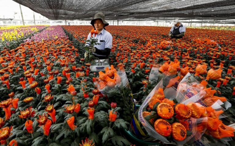 Altas expectativas en la floricultura para 2021