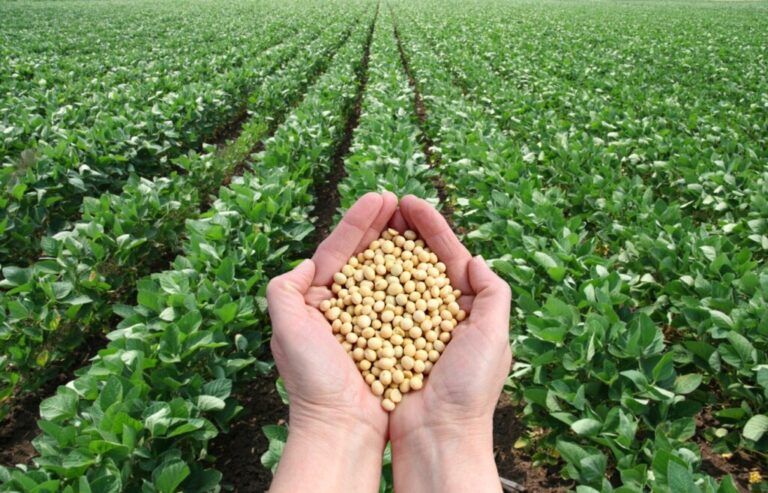 Equipo de cocción de soya para disminuir costos de producción avícola