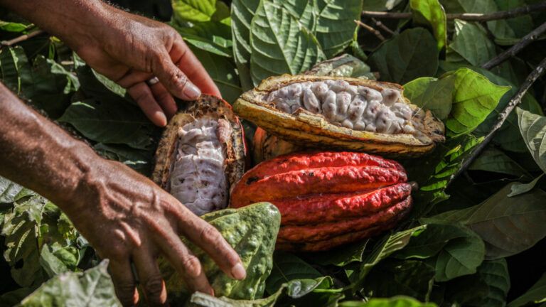 Muestras de cacao colombiano participarán en los “International Cocoa Awards”