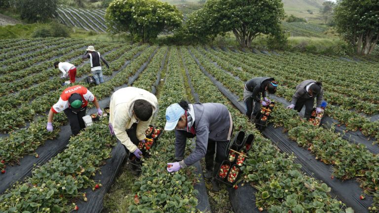 Anuncian nuevas líneas de crédito para el sector agropecuario