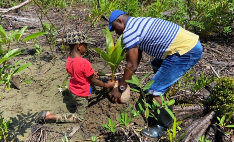 En Chocó el coco se convierte en una alternativa a la producción minera