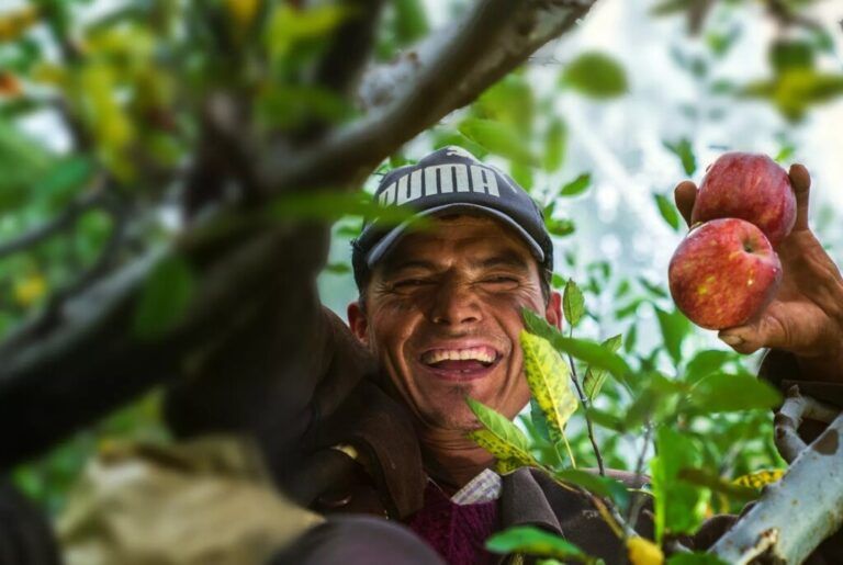 Agrapp, una aplicación para apoyar financiación del agro colombiano