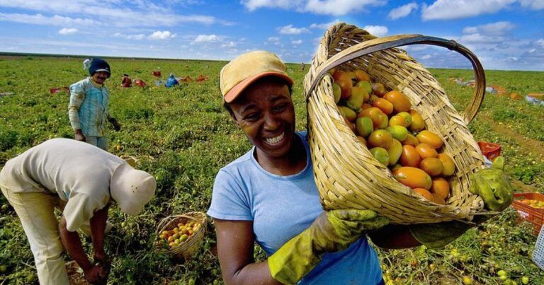 Familias de Cesar le apuestan al agro como alternativa poscarbón