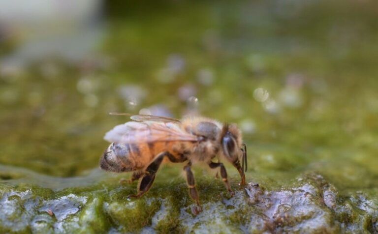 Abejas como aliadas fundamentales para restauración de cuencas hídricas