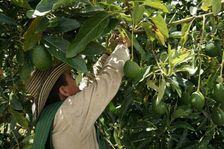 Ampliación de cultivos de aguacate Hass para exportación a China