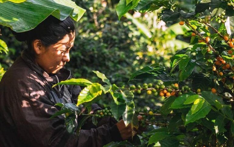 Mejoras en calidad del café aumentan exportaciones en el Cauca