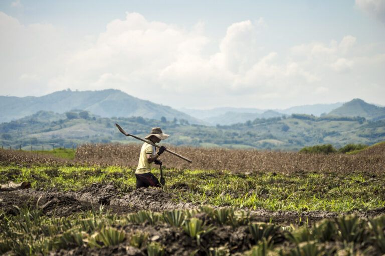 Agricultura regenerativa, un camino para la revitalización de la tierra