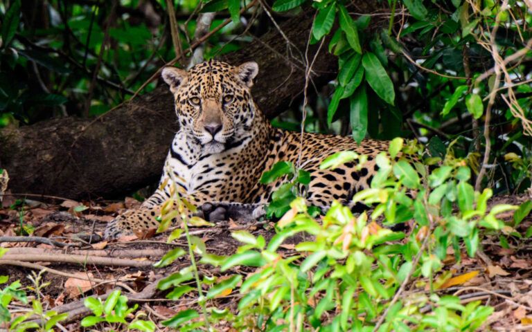 “Jaguar, voz de un territorio” documental para conocer esta especie