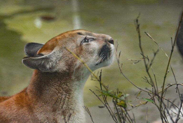 Cormacarena reubicó fauna silvestre en Zoológico de Cali