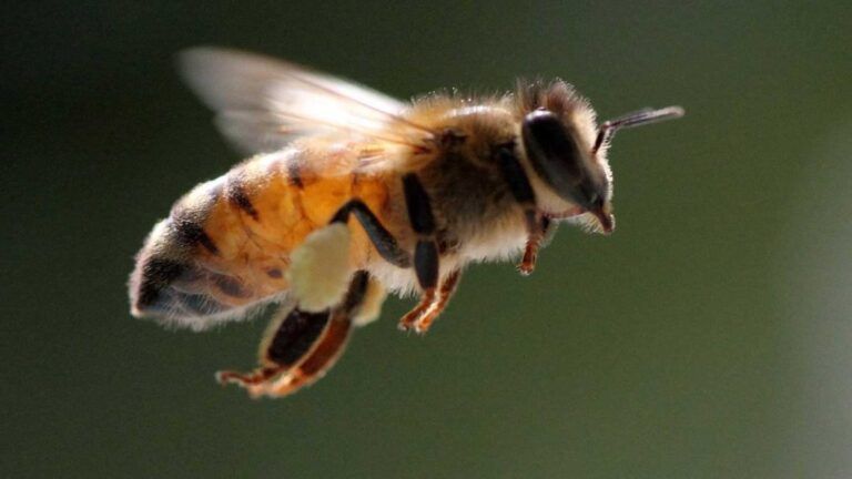 Abejas angelitas perderían más del 50% de hábitats por cambio climático