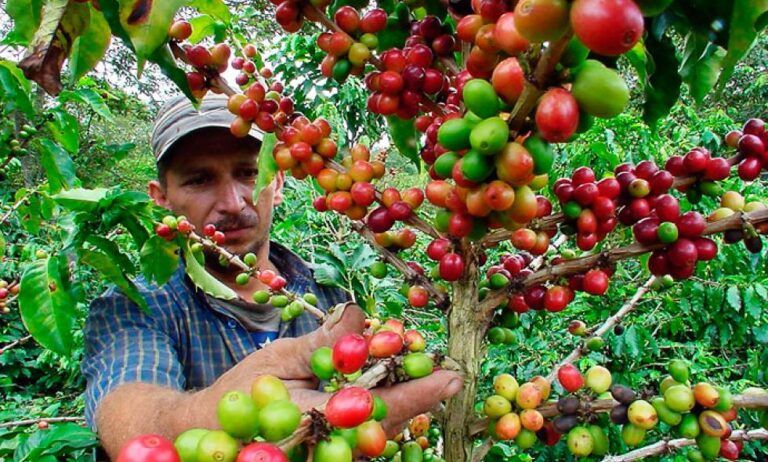 Café del Huila destaca en prestigioso concurso Taza de la Excelencia