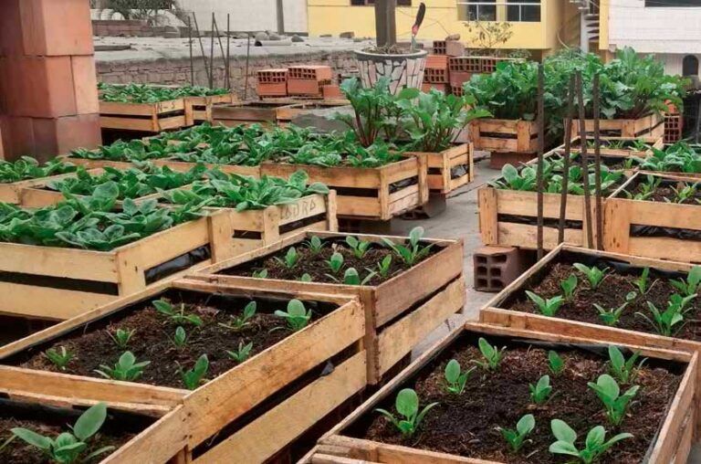 Consejos para el cuidado de su huerta o jardín en temporada de lluvia