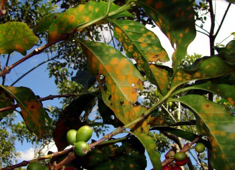 La roya, un problema fitosanitario que afecta la producción de café