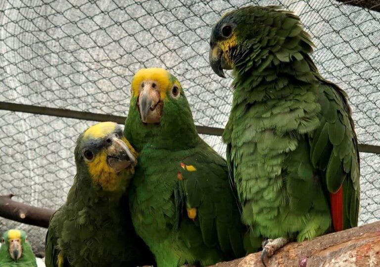 Bogotá inaugura Centro de Atención de Fauna Silvestre